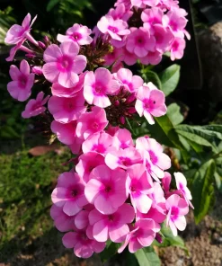 100 Pink Drummond Phlox Seeds - Phlox Drummondii Flower Seeds for Gardens - Image 6
