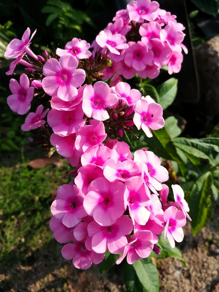 100 Pink Drummond Phlox Seeds - Phlox Drummondii Flower Seeds for Gardens - Image 6