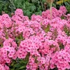 100 Pink Drummond Phlox Seeds - Phlox Drummondii Flower Seeds for Gardens - Image 1