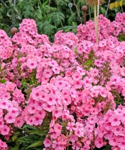 100 Pink Drummond Phlox Seeds - Phlox Drummondii Flower Seeds for Gardens - Image 1