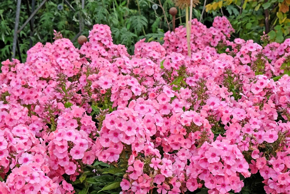 100 Pink Drummond Phlox Seeds - Phlox Drummondii Flower Seeds for Gardens - Image 1