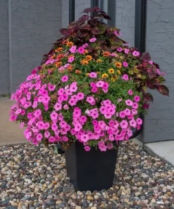 100 Pink Petunia Hybrida Seeds - Pollinator Garden Container Flowers - Image 10