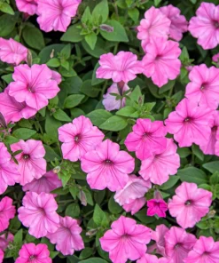 100 Pink Petunia Hybrida Seeds - Pollinator Garden Container Flowers - Image 2