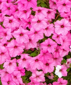 100 Pink Petunia Hybrida Seeds - Pollinator Garden Container Flowers - Image 3