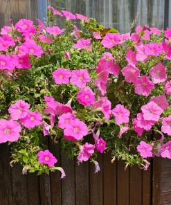 100 Pink Petunia Hybrida Seeds - Pollinator Garden Container Flowers - Image 4