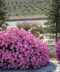 100 Pink Petunia Hybrida Seeds - Pollinator Garden Container Flowers - Image 5