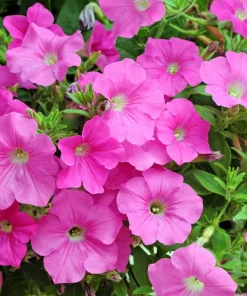 100 Pink Petunia Hybrida Seeds - Pollinator Garden Container Flowers - Image 6
