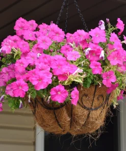 100 Pink Petunia Hybrida Seeds - Pollinator Garden Container Flowers - Image 9