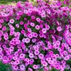 100 Pink Petunia Hybrida Seeds - Pollinator Garden Container Flowers - Image 1