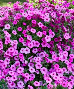 100 Pink Petunia Hybrida Seeds - Pollinator Garden Container Flowers - Image 1