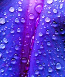 100 Purple Morning Glory Ipomoea Nil Flower Vine Seeds - Outdoor Climber - Image 10