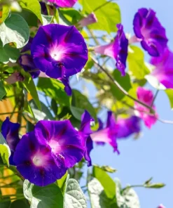 100 Purple Morning Glory Ipomoea Nil Flower Vine Seeds - Outdoor Climber - Image 11