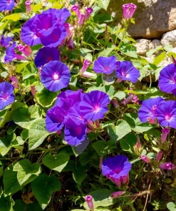 100 Purple Morning Glory Ipomoea Nil Flower Vine Seeds - Outdoor Climber - Image 2