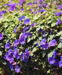 100 Purple Morning Glory Ipomoea Nil Flower Vine Seeds - Outdoor Climber - Image 3
