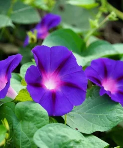 100 Purple Morning Glory Ipomoea Nil Flower Vine Seeds - Outdoor Climber - Image 4