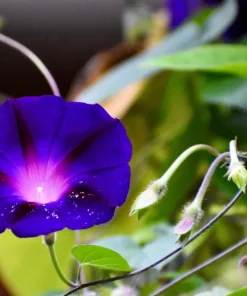 100 Purple Morning Glory Ipomoea Nil Flower Vine Seeds - Outdoor Climber - Image 5