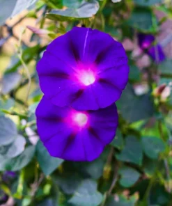 100 Purple Morning Glory Ipomoea Nil Flower Vine Seeds - Outdoor Climber - Image 6