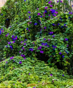 100 Purple Morning Glory Ipomoea Nil Flower Vine Seeds - Outdoor Climber - Image 7
