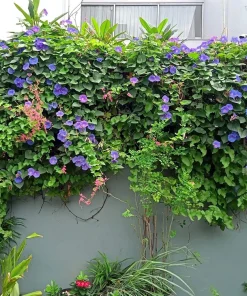 100 Purple Morning Glory Ipomoea Nil Flower Vine Seeds - Outdoor Climber - Image 8