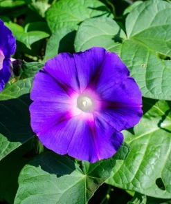 100 Purple Morning Glory Ipomoea Nil Flower Vine Seeds - Outdoor Climber - Image 9