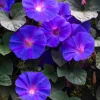 100 Purple Morning Glory Ipomoea Nil Flower Vine Seeds - Outdoor Climber - Image 1
