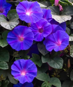 100 Purple Morning Glory Ipomoea Nil Flower Vine Seeds - Outdoor Climber - Image 1