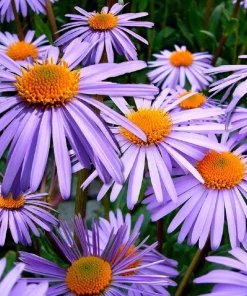 100 Purple New England Aster Seeds - Michaelmas Daisy Flower Seeds - Image 10