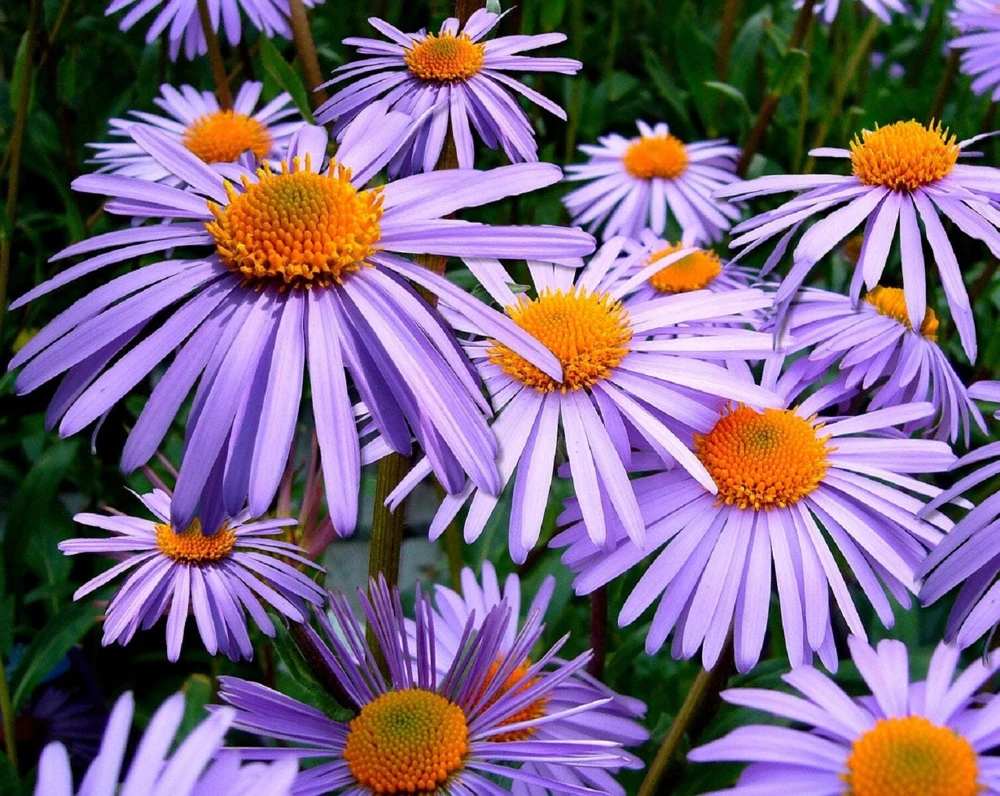 100 Purple New England Aster Seeds - Michaelmas Daisy Flower Seeds - Image 10