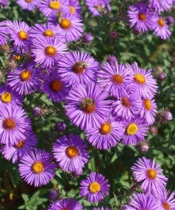 100 Purple New England Aster Seeds - Michaelmas Daisy Flower Seeds - Image 2