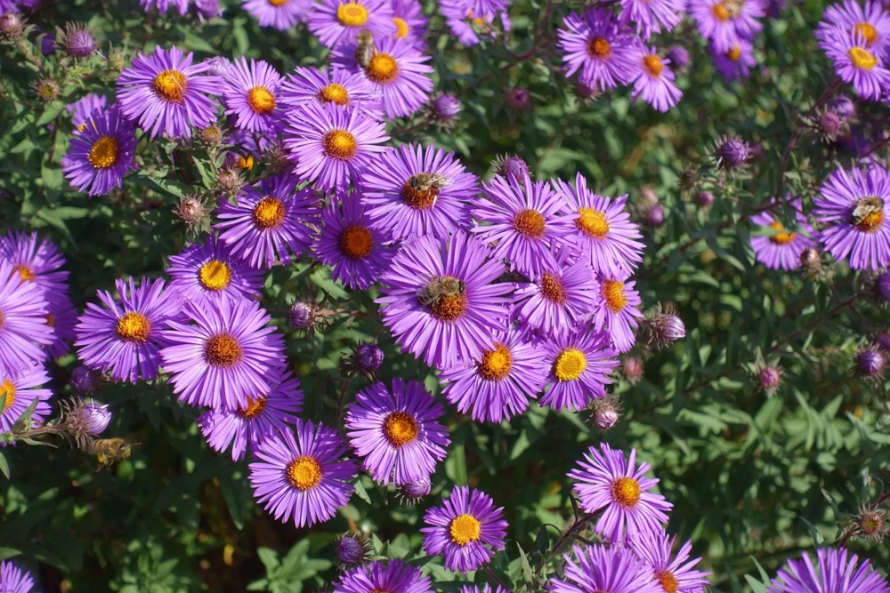100 Purple New England Aster Seeds - Michaelmas Daisy Flower Seeds - Image 2