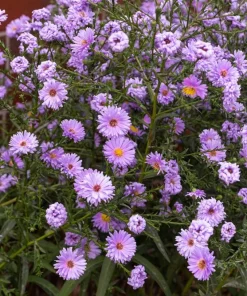 100 Purple New England Aster Seeds - Michaelmas Daisy Flower Seeds - Image 3
