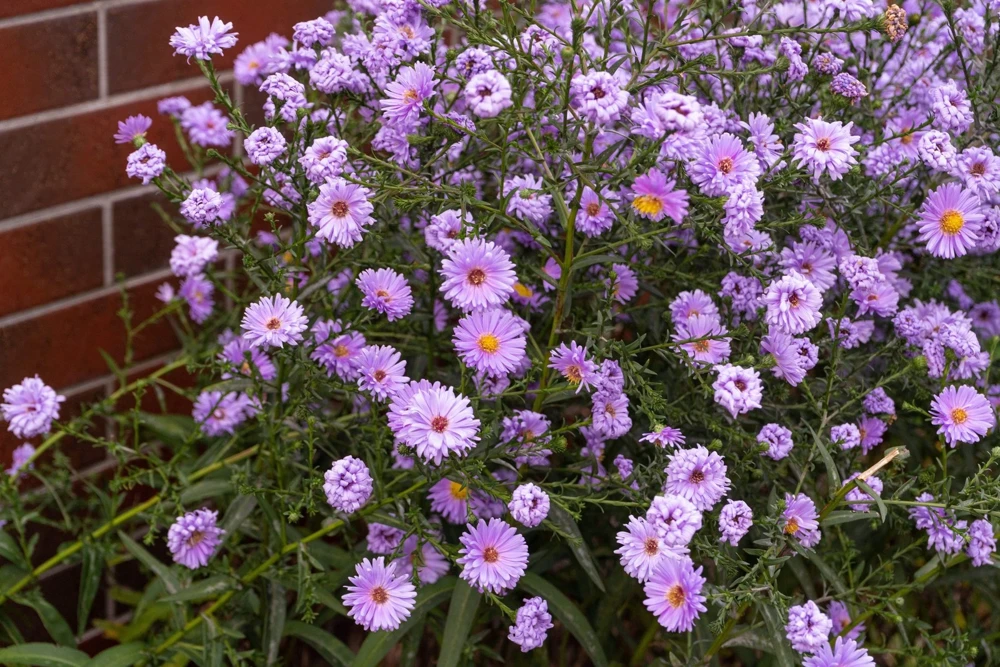 100 Purple New England Aster Seeds - Michaelmas Daisy Flower Seeds - Image 3