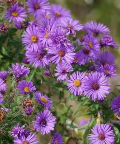 100 Purple New England Aster Seeds - Michaelmas Daisy Flower Seeds - Image 4