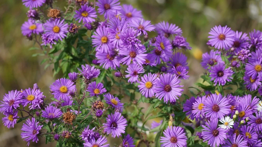 100 Purple New England Aster Seeds - Michaelmas Daisy Flower Seeds - Image 4