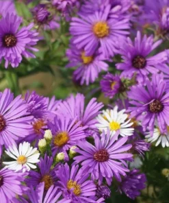 100 Purple New England Aster Seeds - Michaelmas Daisy Flower Seeds - Image 5