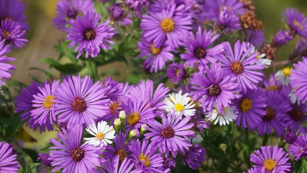 100 Purple New England Aster Seeds - Michaelmas Daisy Flower Seeds - Image 5
