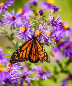 100 Purple New England Aster Seeds - Michaelmas Daisy Flower Seeds - Image 6