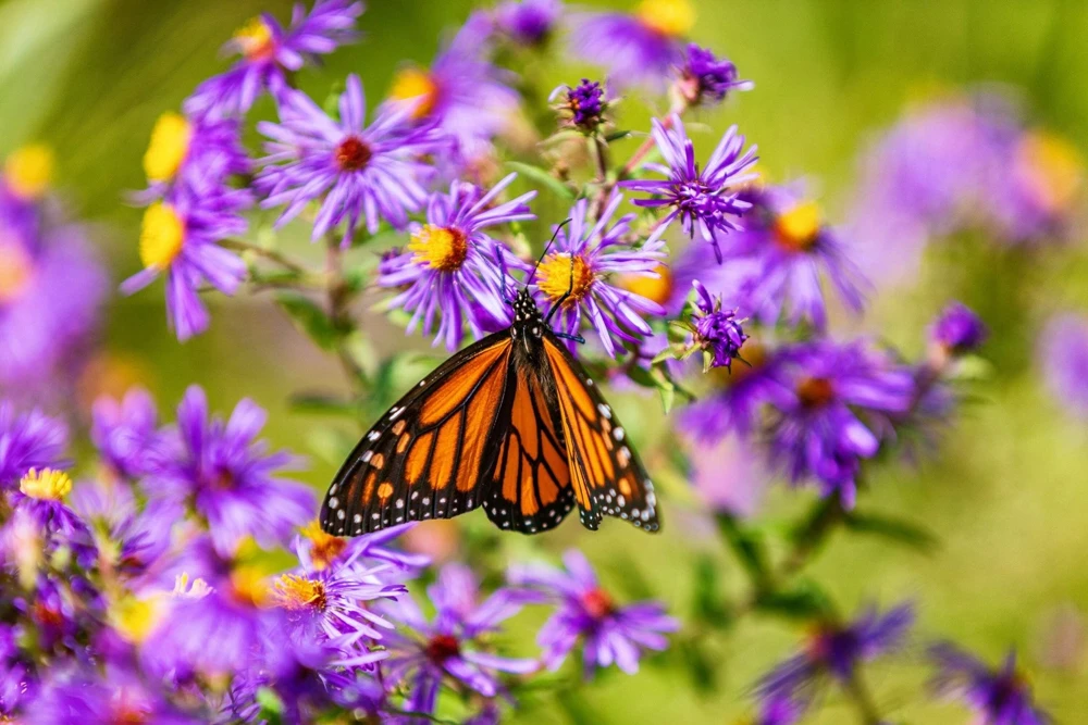 100 Purple New England Aster Seeds - Michaelmas Daisy Flower Seeds - Image 6