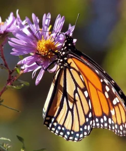 100 Purple New England Aster Seeds - Michaelmas Daisy Flower Seeds - Image 7