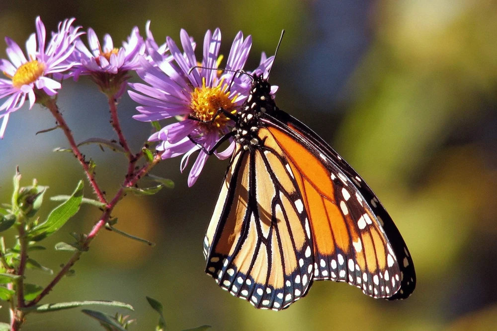 100 Purple New England Aster Seeds - Michaelmas Daisy Flower Seeds - Image 7