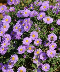 100 Purple New England Aster Seeds - Michaelmas Daisy Flower Seeds - Image 8