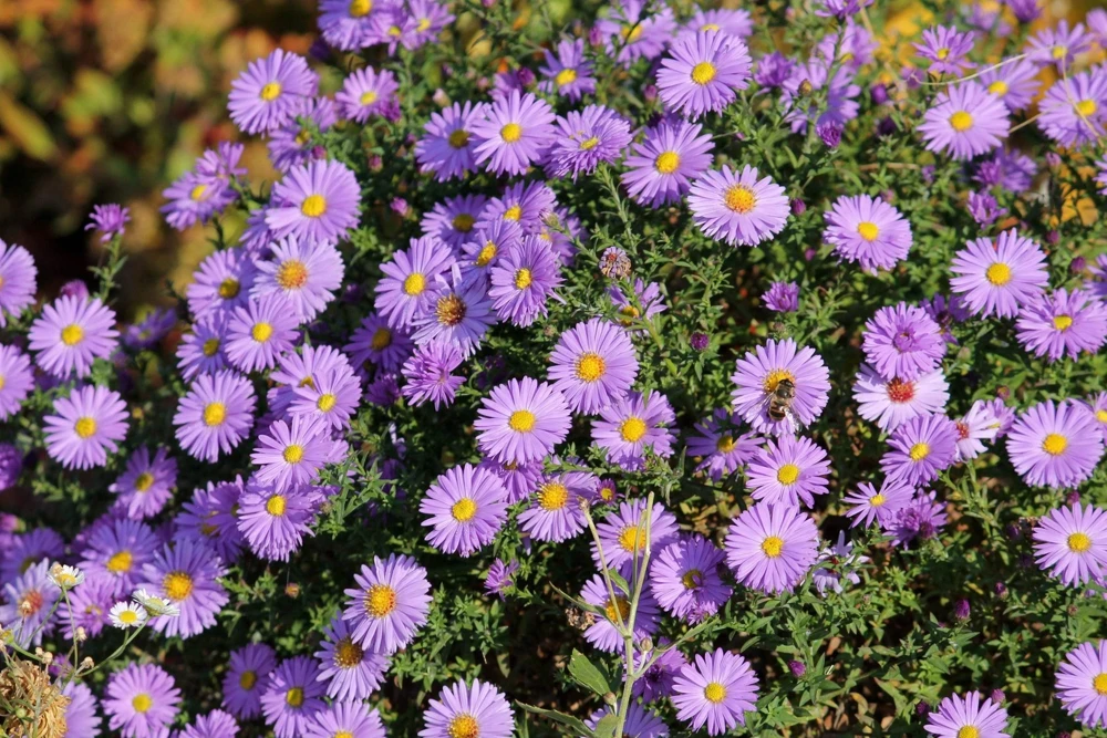 100 Purple New England Aster Seeds - Michaelmas Daisy Flower Seeds - Image 8