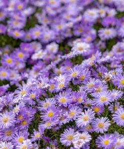 100 Purple New England Aster Seeds - Michaelmas Daisy Flower Seeds - Image 9