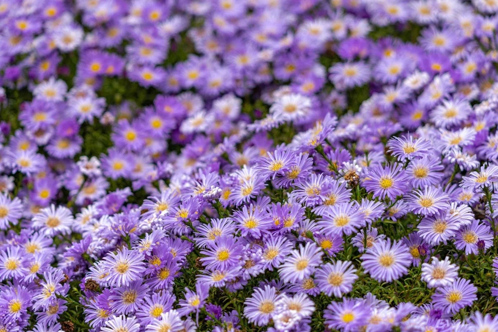 100 Purple New England Aster Seeds - Michaelmas Daisy Flower Seeds - Image 9
