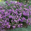 100 Purple New England Aster Seeds - Michaelmas Daisy Flower Seeds - Image 1