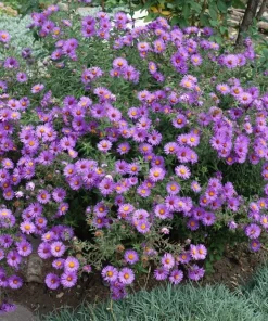 100 Purple New England Aster Seeds - Michaelmas Daisy Flower Seeds - Image 1