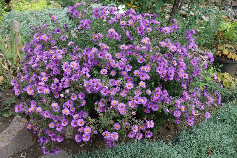 100 Purple New England Aster Seeds - Michaelmas Daisy Flower Seeds - Image 1