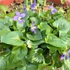 100 Purple Wild Violets Bare Root Plants - Perennial Flowers for Shade - Image 1
