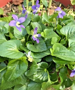 100 Purple Wild Violets Bare Root Plants - Perennial Flowers for Shade - Image 1