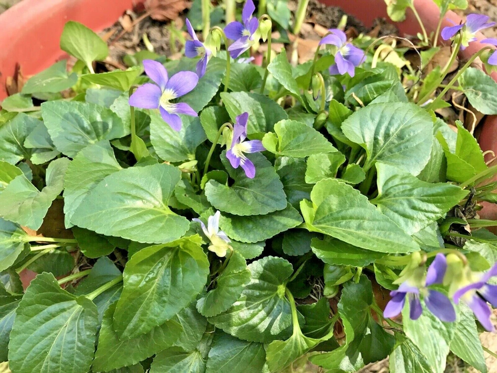 100 Purple Wild Violets Bare Root Plants - Perennial Flowers for Shade - Image 1